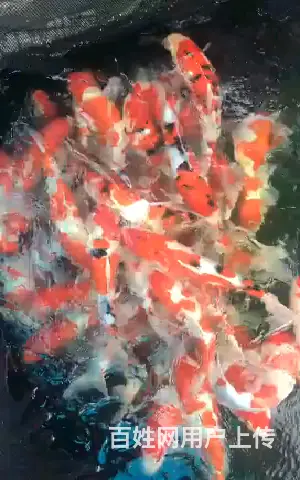 苏州锦鲤品种及价格表，祥瑞锦鲤养殖 - 图片 3