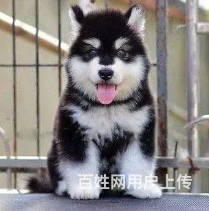 纯种熊版巨型阿拉斯加 十字脸桃心脸 保质保健康 - 图片 6