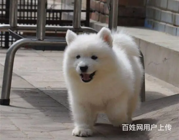 澳版精品萨摩耶犬 血统纯正 健康 质保 终身服务 - 图片 7