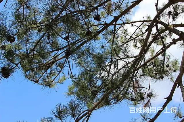 苏州相城区虎丘新区金桥翻译社提供英语合同笔译服务 - 图片