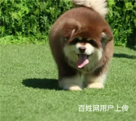 纯种阿拉斯加幼犬，品相好购买有保障 - 图片 6