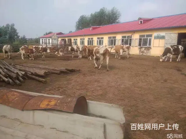宾县城区万寿山养殖场出租出售 - 图片 7