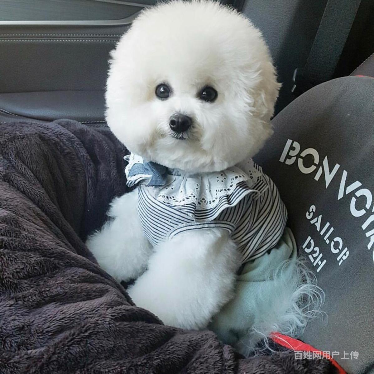 【图】- 哪里有比熊卖?比熊能长多大?比熊运动量怎么样? - 天门皂市狗