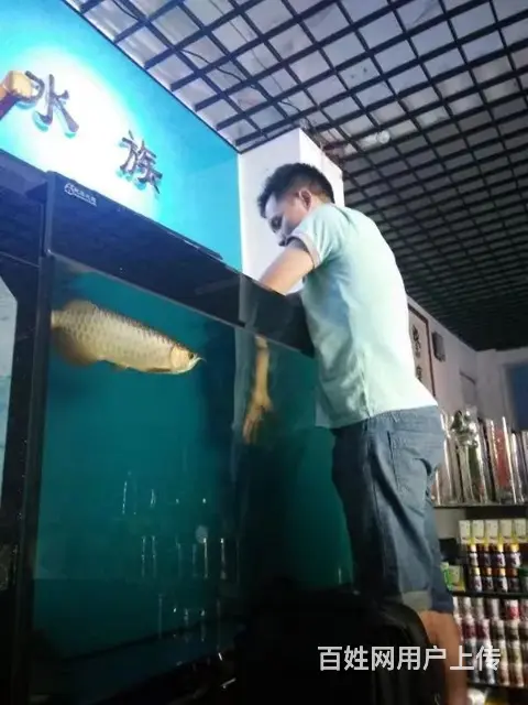 全昆明免费上门鱼缸清洗 鱼缸造景 鱼缸维修 - 图片 2