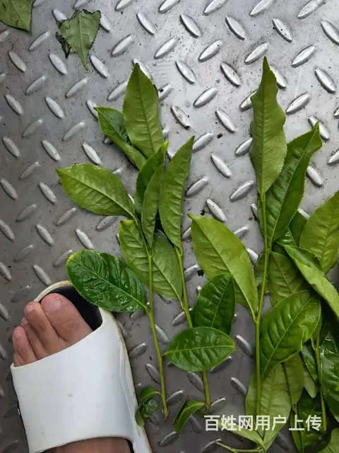 广西大叶种茶苗，云南大叶种茶苗批发 - 图片 2