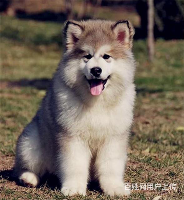【图】- 晋城阿拉斯加价格_多少钱一只|阿拉斯加图片| - 晋城城区狗狗