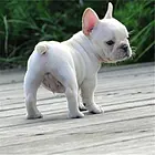 新乡【*推荐】法斗犬舍‖法斗养殖场