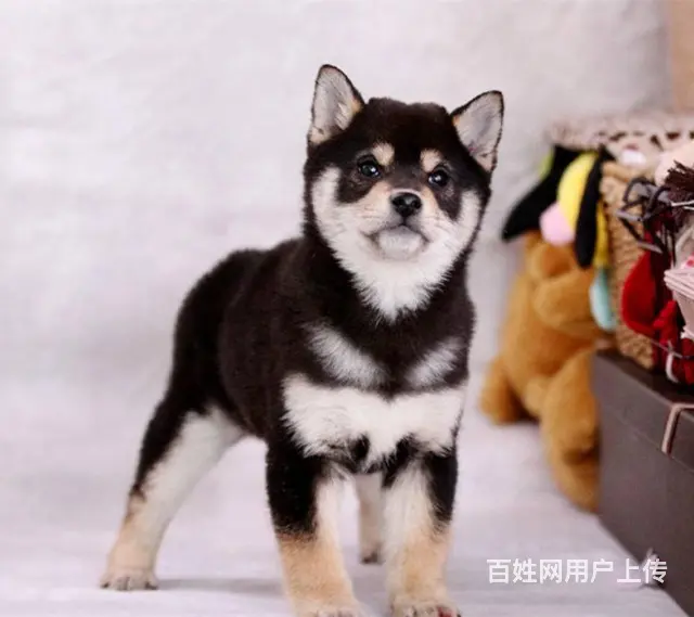 精品日本柴犬幼犬 公母均有柴犬保证纯种健康 - 图片 7
