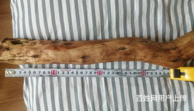 东北老鸹木 - 图片 2