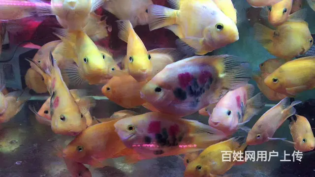 呈贡地区鱼缸清洗维修服务 - 图片 3