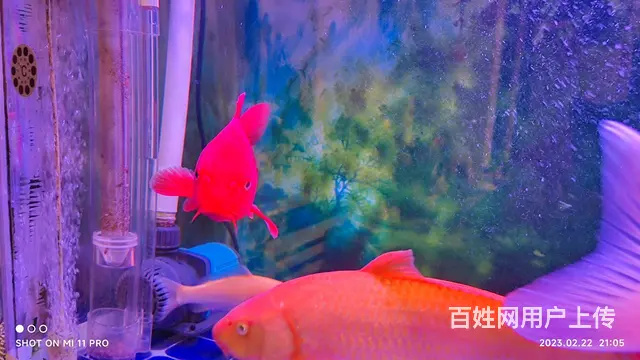 【搞定了！】精品锦鲤全红火鲤 - 图片 2