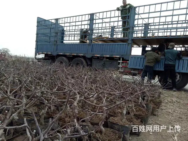 盆景苹果树 果树盆景 占地树(基地直销)盆景批发 - 图片 3