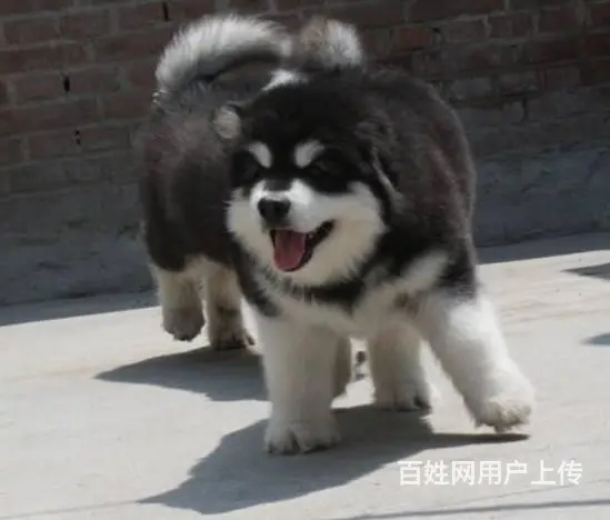 巨型阿拉斯加 精品阿拉斯加犬 保健康 - 图片 7