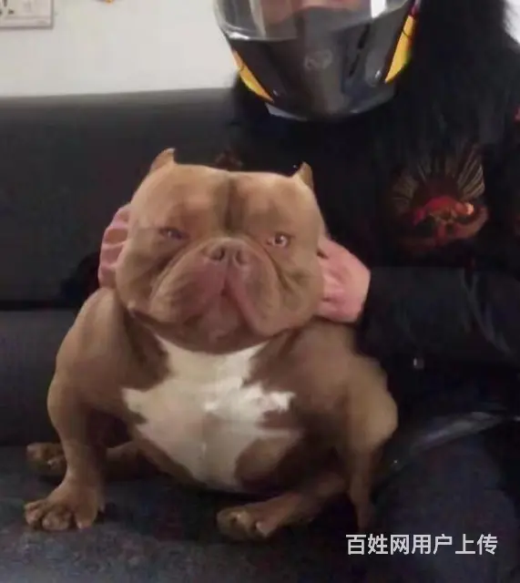 辽阳哪里有卖恶霸犬 恶霸犬多少钱一只 恶霸犬好养吗 恶霸犬图 - 图片 4