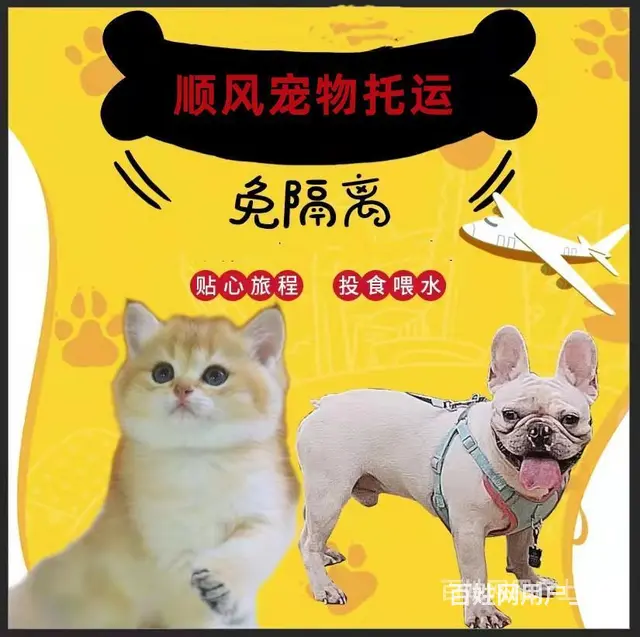 今日/推荐) 安宁市出发到全国宠物托运/猫狗全程专人看护 - 图片 2
