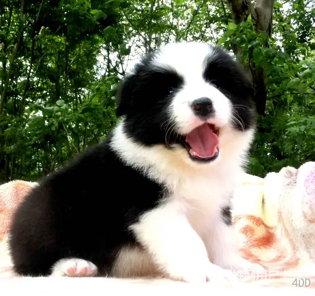 出售   高品质边牧宝宝【益帆边境犬舍】 - 图片 1