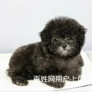 承德泰迪怎么卖 泰迪价格 茶杯犬泰迪 - 图片 4