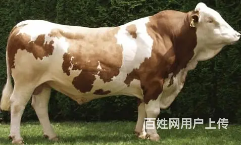 出售肉牛西门塔尔夏洛莱利木赞 - 图片 2