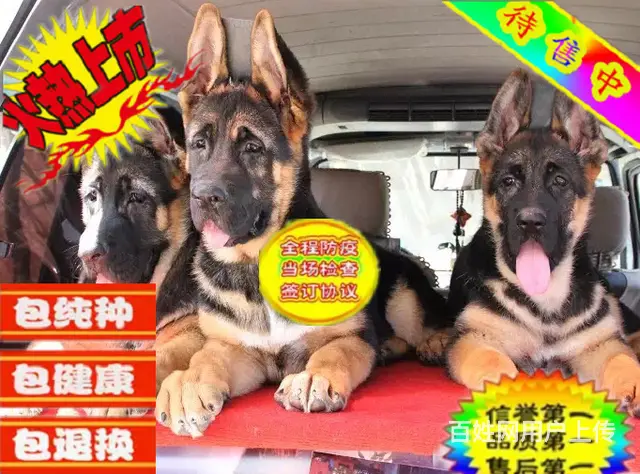 纯种德国牧羊犬赛级德牧锤系德牧 品质保证 - 图片 3