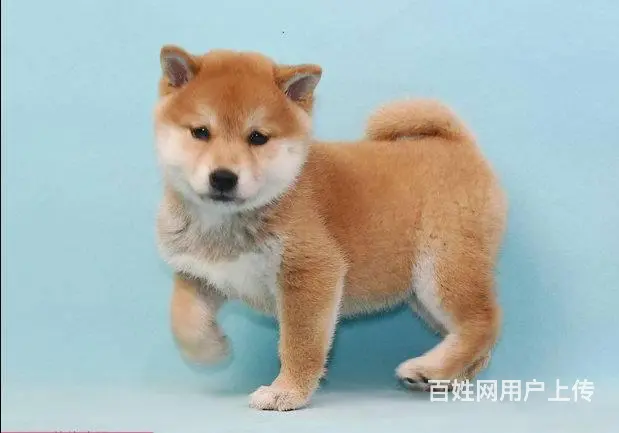 纯种日本柴犬多少钱 北京哪里有卖柴犬 纯种柴犬价格 - 图片 2