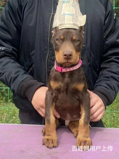德系杜宾犬 出售高品质杜宾幼犬 - 图片 10
