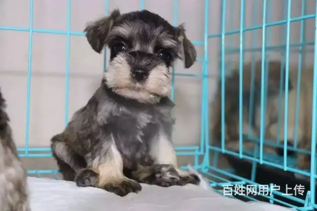 专业出售极品 雪纳瑞幼犬期待您的咨询 - 图片 7