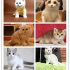 新界本地哪里卖蓝猫，蓝猫多少钱一只！