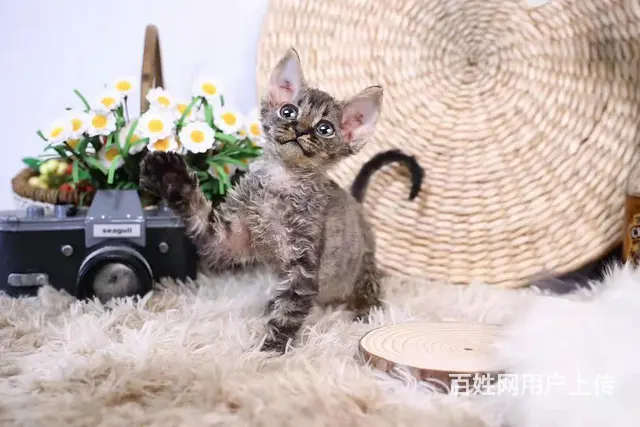 哪里有卷毛猫卖的 双血统卷毛猫多少钱 - 图片 6
