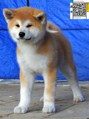 纯种的忠犬八公/日本秋田幼犬/做好疫苗/健康保证