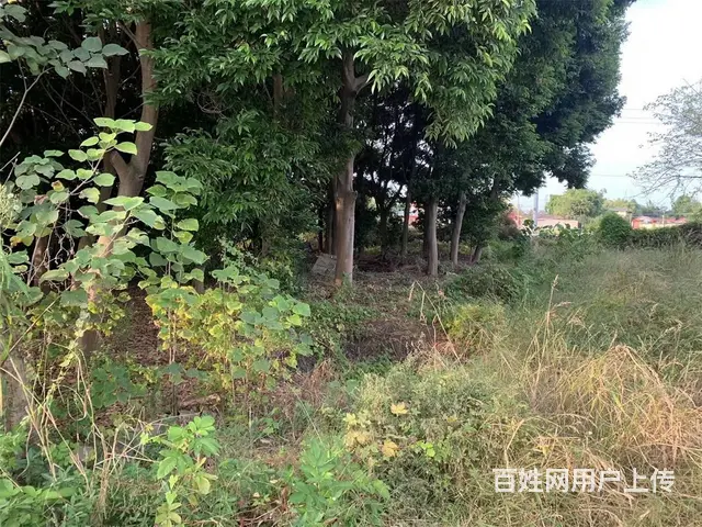 广汉西高镇5亩土地+库房出租 - 图片 5