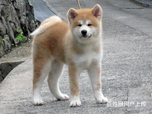 纯种 日系秋田犬 来可见父母 签协议保障健康 - 图片 5