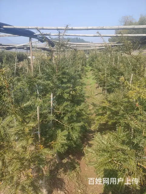 珍珠白、象牙白香榧苗出售 - 图片 1