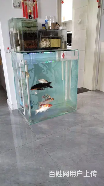 锦鲤，锦鲤鱼苗 - 图片 1