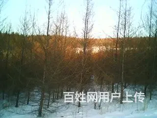 转让造林地 - 图片 1