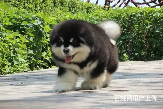 出售赛级高端品质阿拉斯加幼犬 百分百包纯包健康 - 图片 2