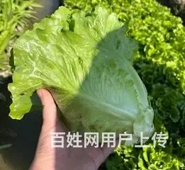 天河区食材配送，食堂生鲜蔬菜配送公司，肉菜食材供应 - 图片 2