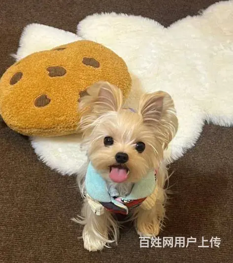广州大型犬舍基地专业繁殖泰迪比熊博美柯基柴犬法斗 - 图片 6