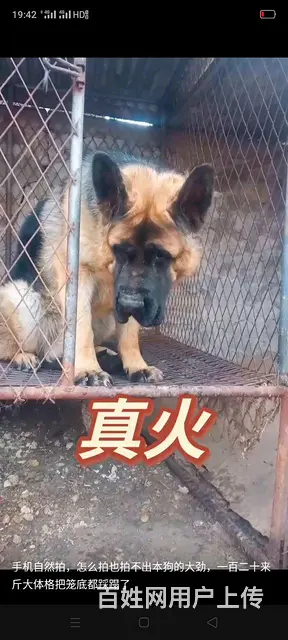 真实种公大真火 - 图片 1