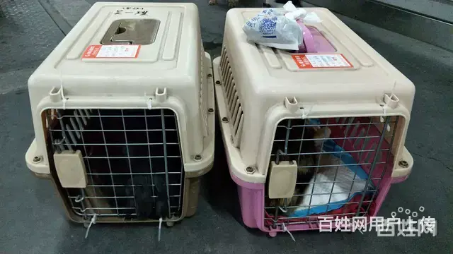 常州便民宠物托运 安全放心 诚信第一 空运汽运铁路 - 图片 1