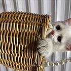 五粉小猫