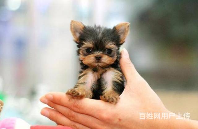 超小约克夏茶杯约克夏保纯保健康可签协议