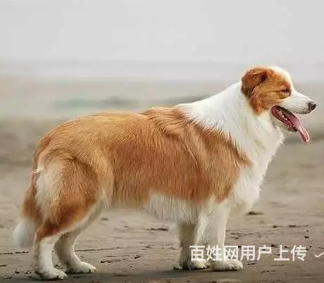 辽阳血统边牧哪里有卖，血统边牧一般多少钱 - 图片 4