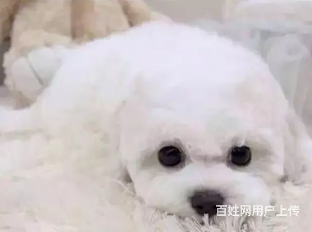 烟台哪里有比熊卖？卷毛棉花糖无泪痕 冰雪聪明 - 图片 2
