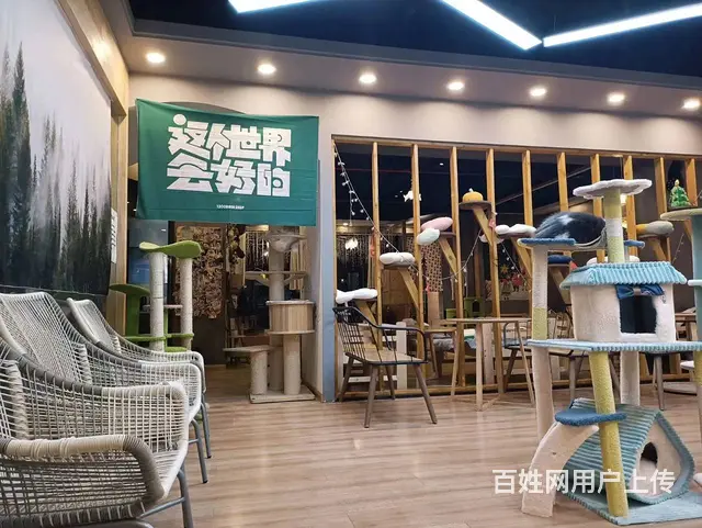 萧山北干商业中心店铺高端群体宠物猫咖店转让 - 图片 4