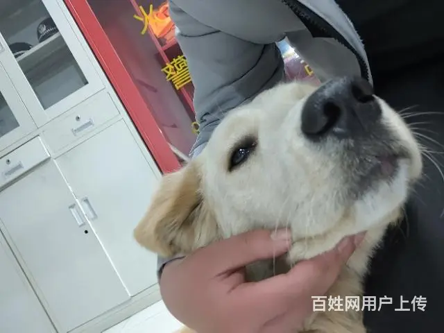 【搞定了！】免费赠送狗狗，唯一的要求送你之后不允许虐待他， - 图片 6