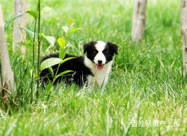 最聰明的狗狗,邊境牧羊犬,健康,血統,質量保證