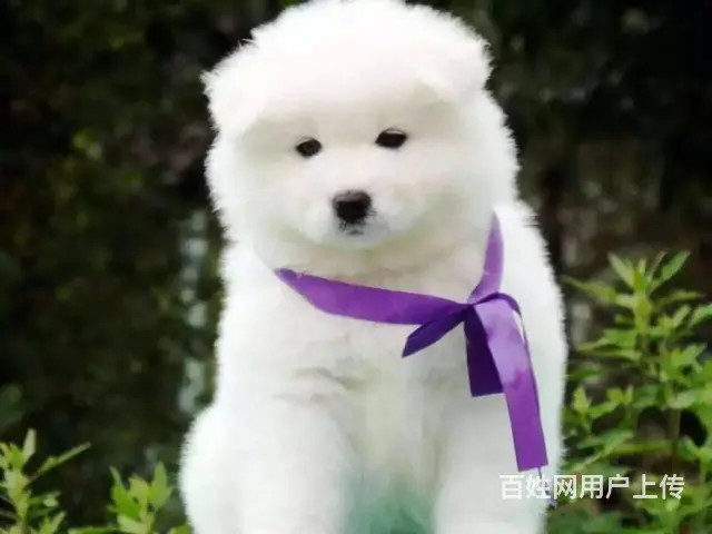 萨摩耶幼犬 纯种澳版萨摩耶多少钱 萨摩耶犬舍 - 图片 3