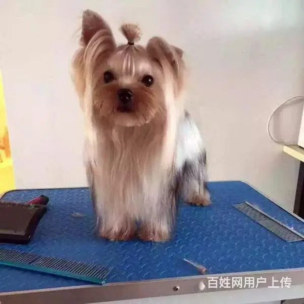 宿迁上哪可以看到约克夏犬舍，约克夏犬舍地址位置 - 图片 7