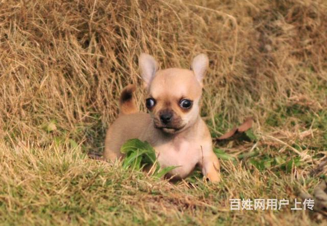 蘋果頭大眼睛吉娃娃幼犬 墨西哥吉娃娃 公母均有