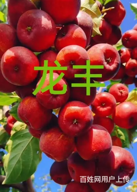 果树 - 图片 5